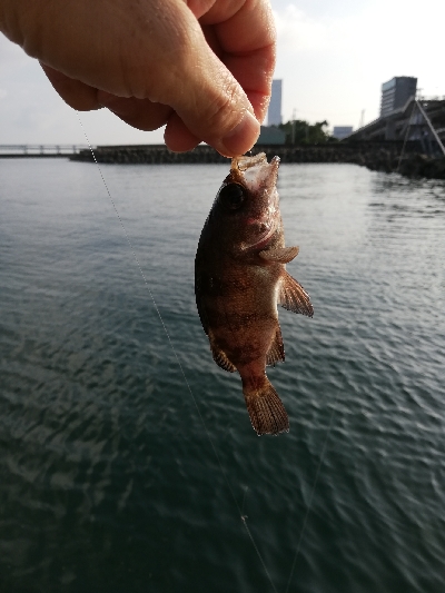 久々にエビ撒いてみました