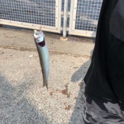 夕方からのヒットでした！