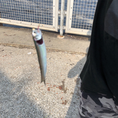 夕方からのヒットでした！