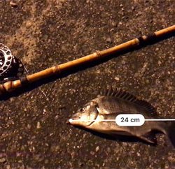 ちょこっと釣行