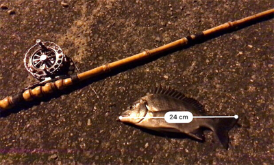 ちょこっと釣行