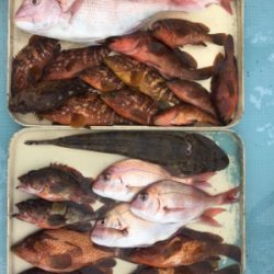 秋らしくなりました。