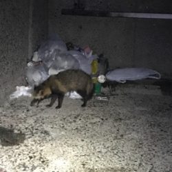 場所が変わってもケンサキイカ釣れますね(^.^)