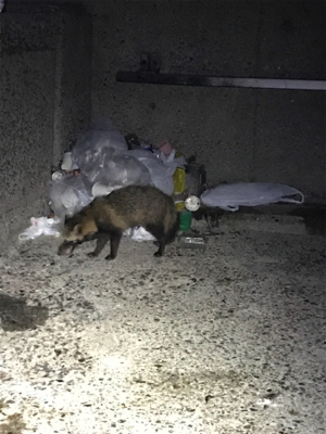 場所が変わってもケンサキイカ釣れますね(^.^)