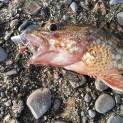 楽しいライトゲーム