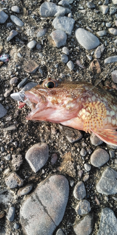 楽しいライトゲーム