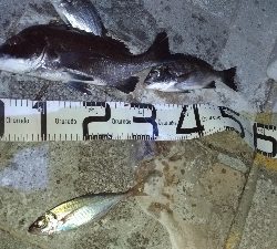 8/17釣果 チヌツバスデカアジ豆アジ