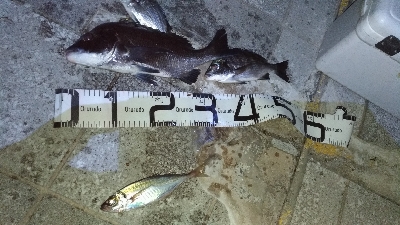 8/17釣果 チヌツバスデカアジ豆アジ