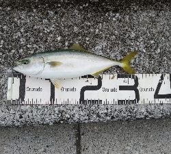 8/24釣果グレツバスデカアジ豆アジ中途半端サバ