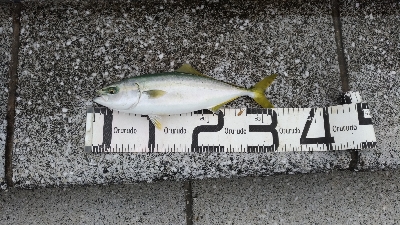 8/24釣果グレツバスデカアジ豆アジ中途半端サバ