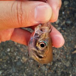 2019年8月8日釣行in箱崎ふ頭