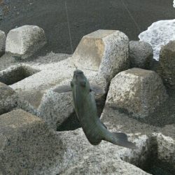 小田原で渚釣り