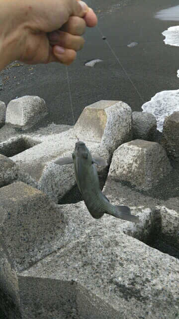 小田原で渚釣り