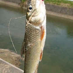 バス釣りのはずが・・・