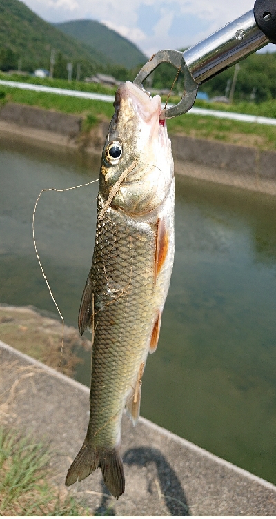 バス釣りのはずが・・・
