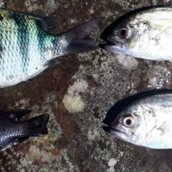 早朝釣り!!気分は最高!!!!