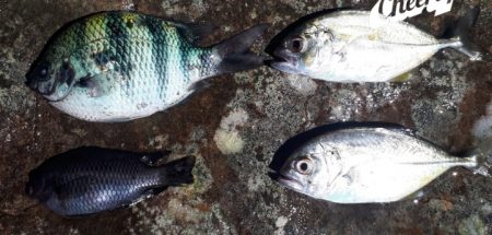 早朝釣り!!気分は最高!!!!