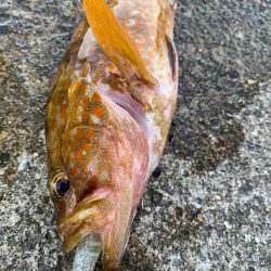 ゆったりライトロック