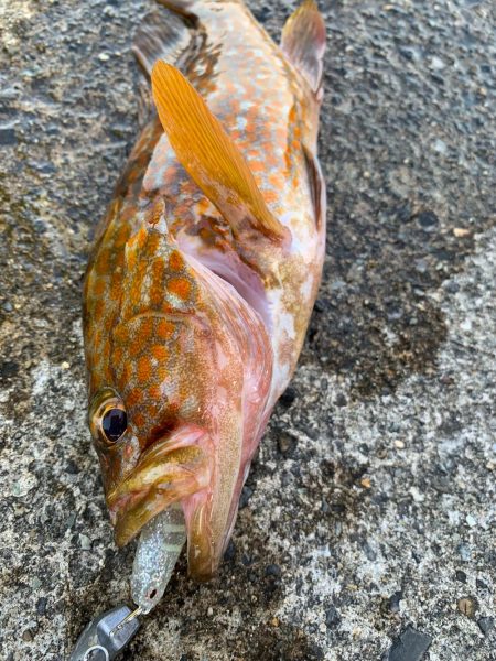 ゆったりライトロック