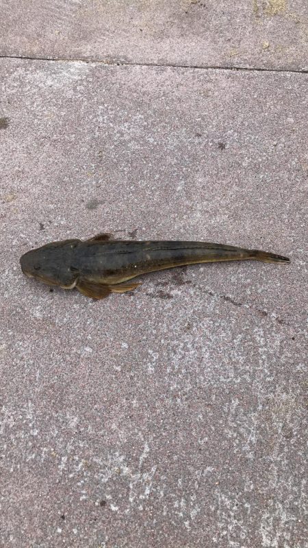 飲ませでマゴチゲット！