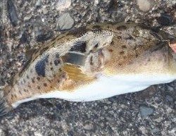 グレ!!アジ!! フグまでも、、、、汗