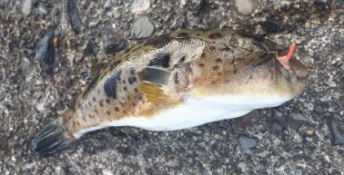 グレ!!アジ!! フグまでも、、、、汗