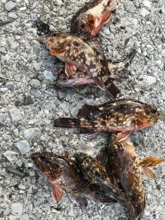 ロックフィッシュ