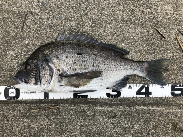 イチノ兄弟、釣果！！