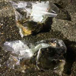 サッパは美味しいよね!