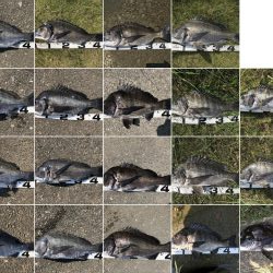 イチノ兄弟、釣果！