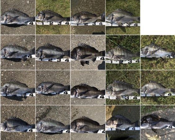 イチノ兄弟、釣果！