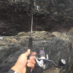 シオ ツバス ヒラセイゴ  パラダイス