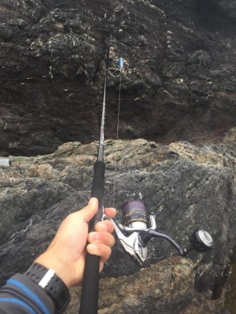 シオ ツバス ヒラセイゴ  パラダイス