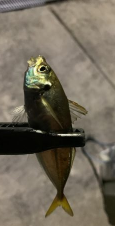 まさかのメッキ