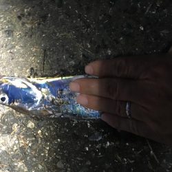 昨年末以来のタチウオ