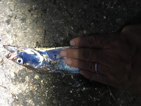 昨年末以来のタチウオ