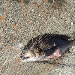 六目釣り！魚種沢山！