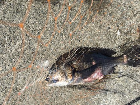 六目釣り！魚種沢山！