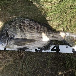 イチノ兄弟、釣果！