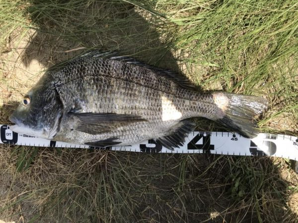 イチノ兄弟、釣果！