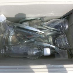 猛暑でもサヨリは絶好調