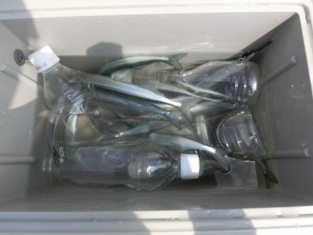 猛暑でもサヨリは絶好調