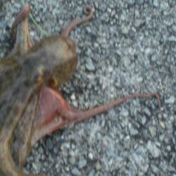 またまた４タコ