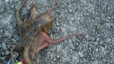 またまた４タコ