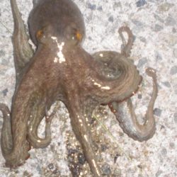 今日は大量タコ