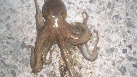 今日は大量タコ