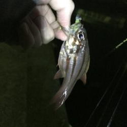 ボトムワインド