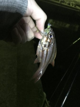 ボトムワインド