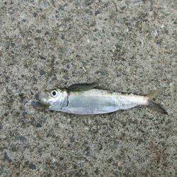 南芦屋浜 孫娘のサヨリデビュー