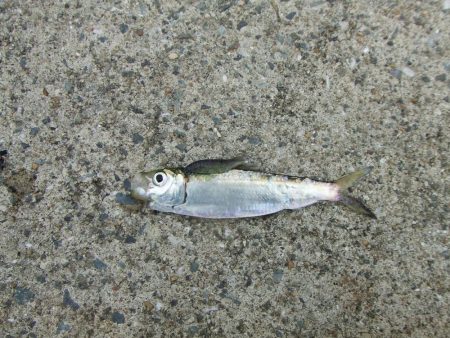 南芦屋浜 孫娘のサヨリデビュー